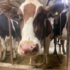 Meet your Posher, Joe